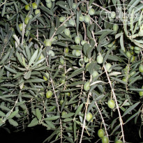 фото из отзыва ID 655085