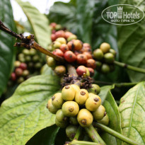 фото из отзыва ID 655852