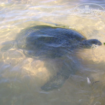 фото из отзыва ID 657385