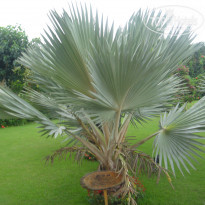 фото из отзыва ID 657516