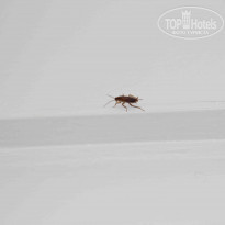 фото из отзыва ID 657891