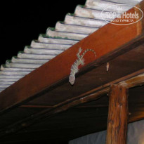 фото из отзыва ID 65851