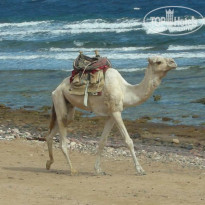 фото из отзыва ID 65865