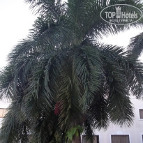 фото из отзыва ID 659086