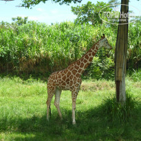 фото из отзыва ID 660250