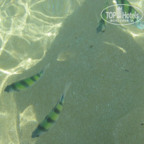 фото из отзыва ID 661496