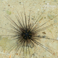 фото из отзыва ID 662195