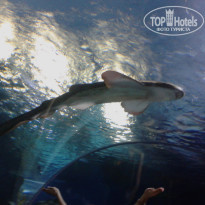 фото из отзыва ID 664170