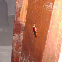 фото из отзыва ID 664445