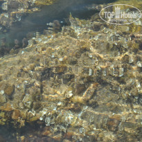 фото из отзыва ID 666331