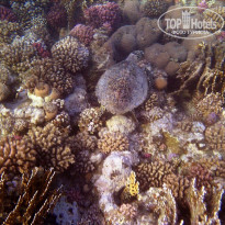 фото из отзыва ID 667372