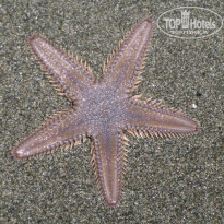 фото из отзыва ID 667933