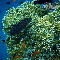 фото из отзыва ID 670224