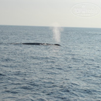 фото из отзыва ID 672180