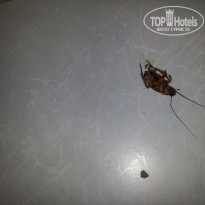 фото из отзыва ID 672770