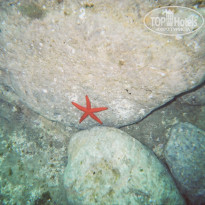 фото из отзыва ID 674883