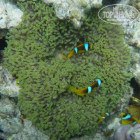 фото из отзыва ID 67415