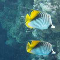 фото из отзыва ID 67415