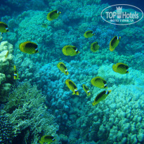 фото из отзыва ID 676340