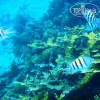 фото из отзыва ID 677581