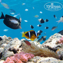 фото из отзыва ID 678443