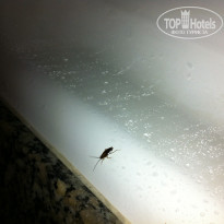 фото из отзыва ID 680032