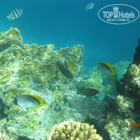 фото из отзыва ID 680169