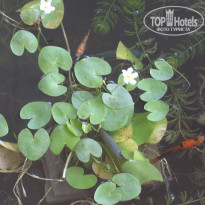 фото из отзыва ID 681844