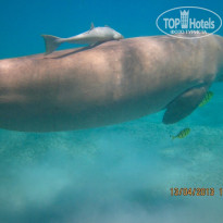 фото из отзыва ID 683211