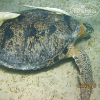 фото из отзыва ID 683211