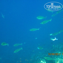 фото из отзыва ID 683211