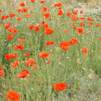 фото из отзыва ID 685649