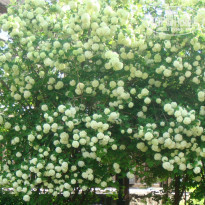 фото из отзыва ID 686626