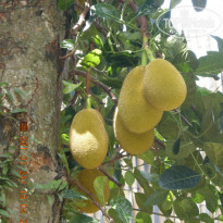 фото из отзыва ID 686825