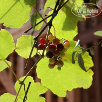 фото из отзыва ID 686958