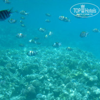 фото из отзыва ID 687539