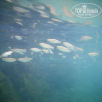 фото из отзыва ID 688533