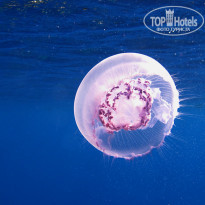 фото из отзыва ID 688636