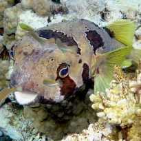 фото из отзыва ID 688636