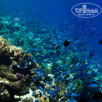 фото из отзыва ID 689294