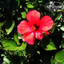 фото из отзыва ID 692000