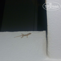 фото из отзыва ID 693992