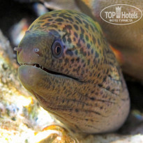 фото из отзыва ID 694769