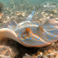 фото из отзыва ID 694769