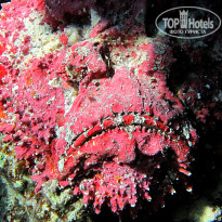 фото из отзыва ID 694769