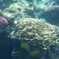 фото из отзыва ID 705676