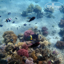 фото из отзыва ID 708393