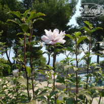 фото из отзыва ID 708855