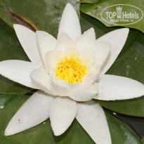 фото из отзыва ID 709935
