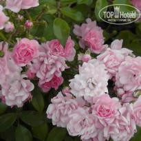 фото из отзыва ID 712594